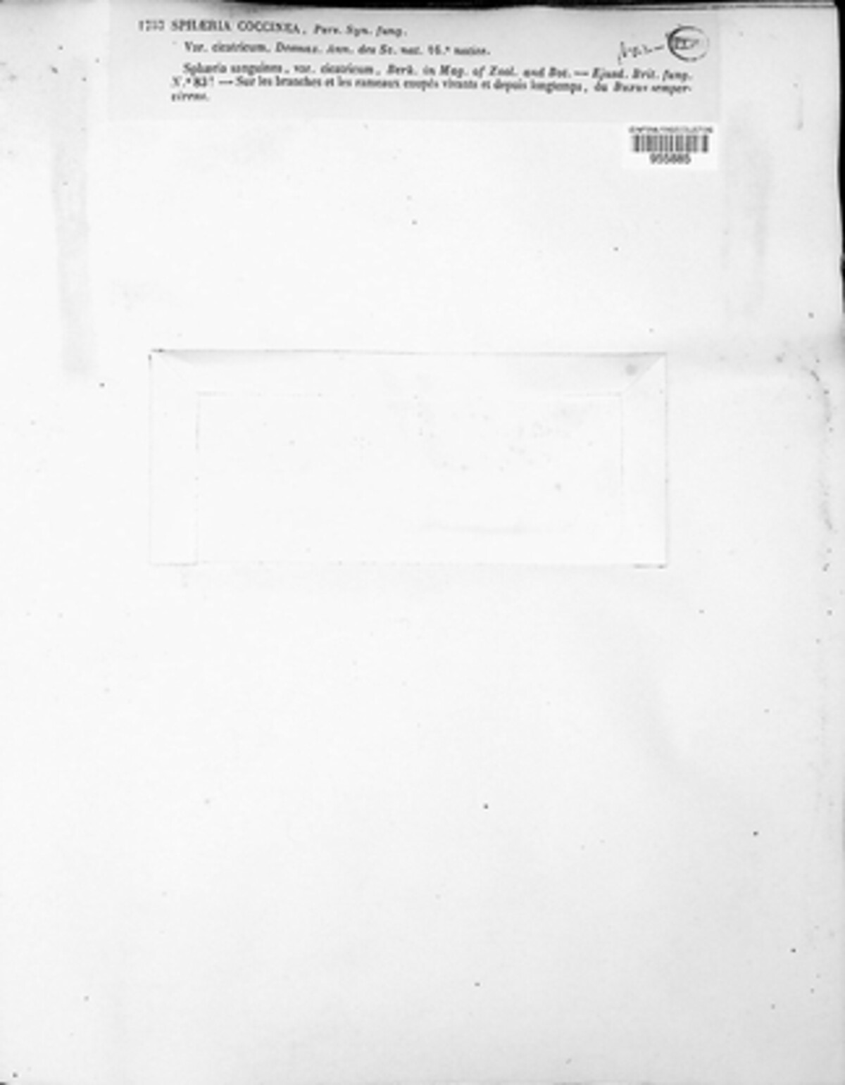 Neonectria coccinea image